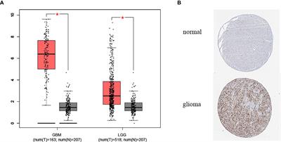 High Level of METTL7B Indicates Poor Prognosis of Patients and Is Related to Immunity in Glioma